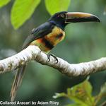 Rockjumper Birding Tours - photo 1