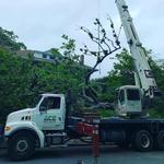 ACE Tree Service - photo 2