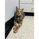 Chippawa Animal Hospital - photo 1