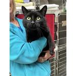 Chippawa Animal Hospital - photo 2