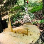 Common Ground Tree Service - photo 1