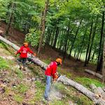 Common Ground Tree Service - photo 3