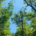 Common Ground Tree Service - photo 4