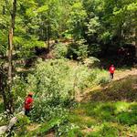 Common Ground Tree Service - photo 5