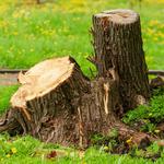 Common Ground Tree Service - photo 6