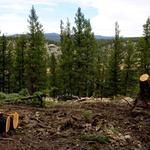 Common Ground Tree Service - photo 8