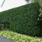 Artisan Taille Nature - photo 1