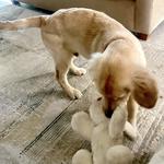 Lesley‘s Pet Sitters of Sarasota, Bradenton & Venice - photo 1
