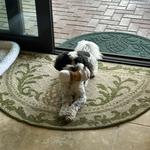 Lesley‘s Pet Sitters of Sarasota, Bradenton & Venice - photo 2