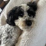 Lesley‘s Pet Sitters of Sarasota, Bradenton & Venice - photo 3