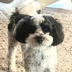 Lesley‘s Pet Sitters of Sarasota, Bradenton & Venice - photo 4