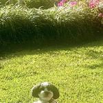 Lesley‘s Pet Sitters of Sarasota, Bradenton & Venice - photo 5