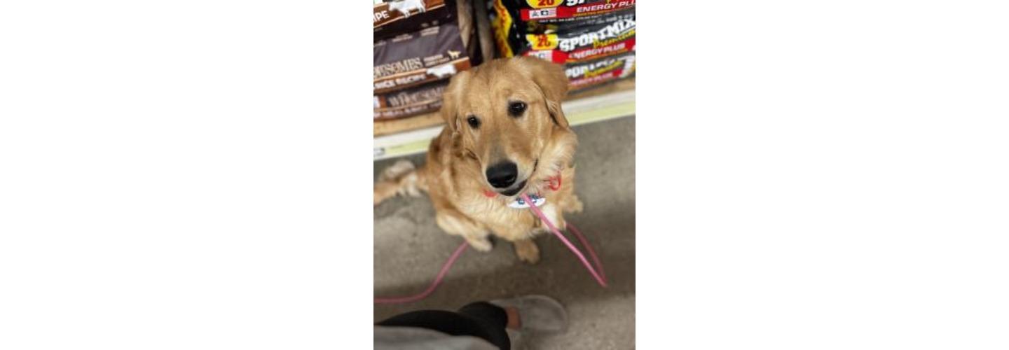 Off Leash K9 Training Hampton Roads cover photo