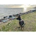 Off Leash K9 Training Hampton Roads - photo 1