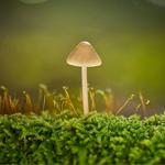 Psychedelic Top - photo 1