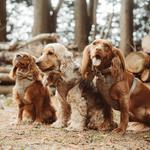 Teddy Dogwear - photo 3