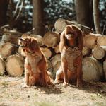 Teddy Dogwear - photo 5