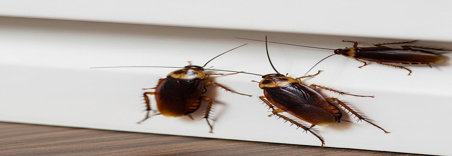 Luke’s Termite & Pest Control QLD cover photo