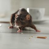 Rattic Pest Control - Pest Control in Hounslow