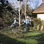 General Tree Service - photo 3