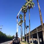 General Tree Service - photo 4