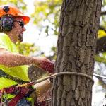 General Tree Service - photo 5