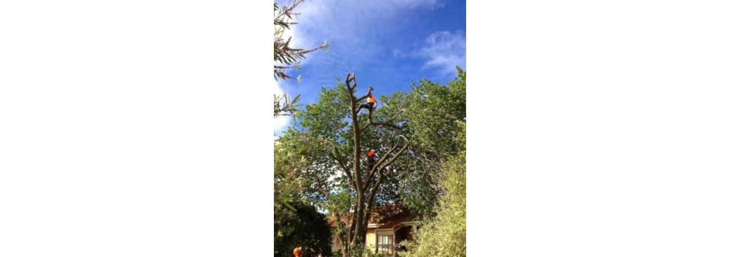 Trav’s Tree Services cover photo