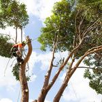 Trav’s Tree Services - photo 1