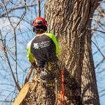 Arbortec Tree Service - photo 2