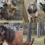 Charleston Adventure Forest - photo 1