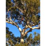 Trav’s Tree Services - photo 2