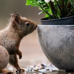 The Exterminator Pest Control - photo 1