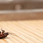 The Exterminator Pest Control - photo 2