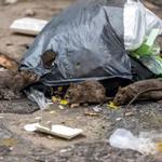 The Exterminator Pest Control - photo 3