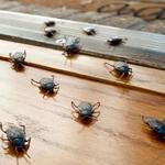 The Exterminator Pest Control - photo 5
