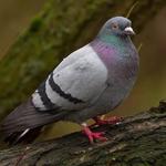 The Exterminator Pest Control - photo 6