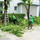 Inland Empire Beaumont Tree - Tree Services in Beaumont