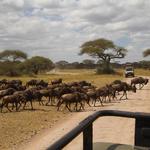 Bestday Safaris - photo 1