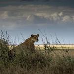 Bestday Safaris - photo 10