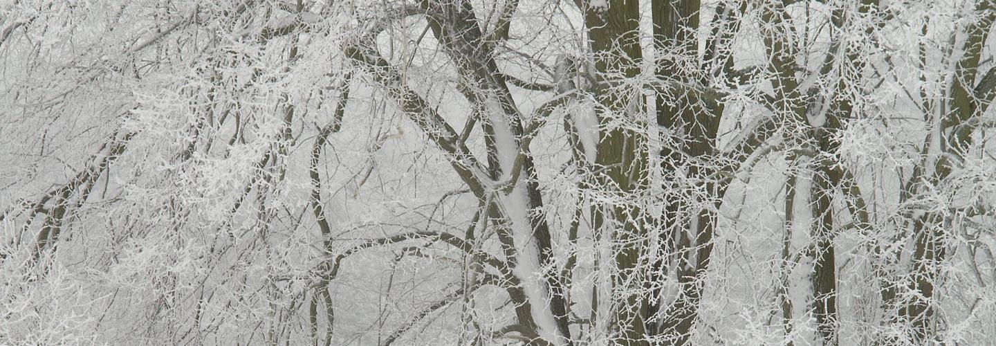 BG Tree Care cover photo