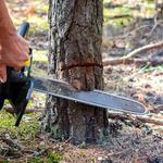 Roots Up Tree Company - photo 1