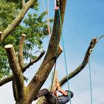 Roots Up Tree Company - photo 2