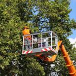 Roots Up Tree Company - photo 3