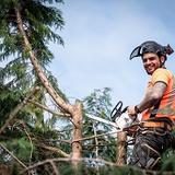 Farmington Tree Experts - Tree Services in Farmington