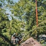 Chattanooga Tree Service, LLC - photo 2