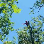 Chattanooga Tree Service, LLC - photo 6