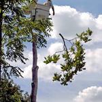 Chattanooga Tree Service, LLC - photo 9