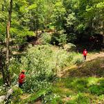 Chattanooga Tree Service, LLC - photo 10