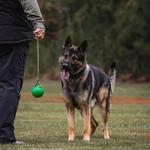 Wild Child Dog Training - photo 1