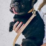 Wild Child Dog Training - photo 2